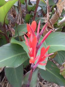 a red flower on a plant with green leaves at B&B La Casa Bianca di Porto Conte in Porto Conte
