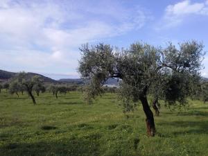 a group of olive trees in a field at B&B La Casa Bianca di Porto Conte in Porto Conte