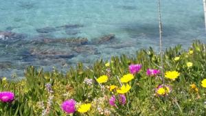a field of flowers in front of a body of water at Rachel Hotel in Agia Marina Aegina