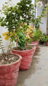 Κήπος έξω από το Atithi home stay and Cloud Kitchen