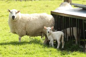 a sheep and a baby lamb standing in a field at Ystumgwern Luxury Barn Conversions in Dyffryn