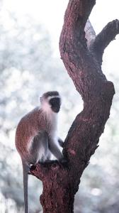 Animales en el lodge o alrededores