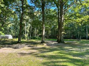 a group of trees in a park with a tent at WoMo Stellplatz am Ferienpark Bernstein in Dranske