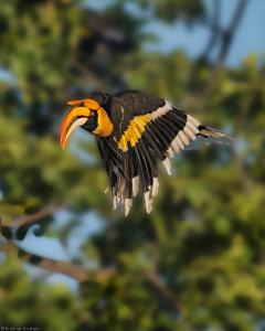 Altri animali domestici presso il resort o nei dintorni