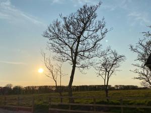 a group of trees in a field at sunset at Pointer Cottage in Preesall +2 photos