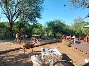 a group of animals walking around in a field at Khumbula iAfrica 2 in Marloth Park