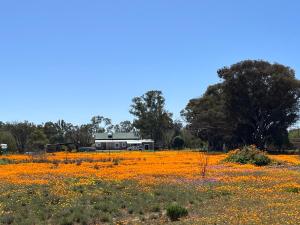 una casa en medio de un campo de flores en Die Wit Haas, en Nieuwoudtville