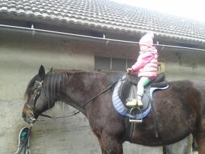 Zvířata v apartmánu nebo okolí