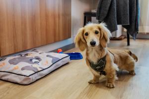 Pet ou pets ficando com hóspedes em Intercity Vinhedo