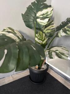 una planta verde en una olla negra sobre una mesa en Bukoto Ntinda Luxury Apartments, en Kampala 1 foto más