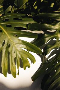 a close up of a green leaf of a plant at Sea'Ya Thoughtful Stays - Villas in Cascais