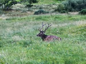 a deer laying in a field of grass at Cuillin View Apartment - Uk12529 in Arisaig