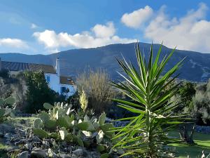 a plant in front of a house with mountains in the background at Villa Karolina Großes Ferienhaus Meerblick 2000qm Garten Familien Gruppen Insel Lošinj in Nerezine