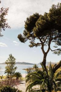 a tree in front of a body of water at Hôtel Les Voiles in Toulon