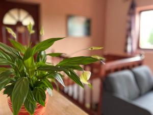 a plant sitting on a table in a living room at Villa Limhamn - Őrbottyán in Őrbottyán +59 photos