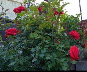 Gallery image of full moon in Yerevan