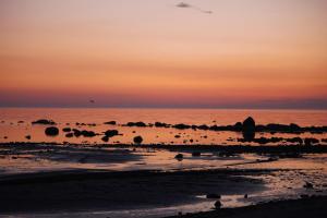 a group of birds on the beach at sunset at Mērsraga Miera Osta in Mērsrags