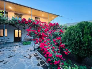 Сад в Guesthouse Mtkvari