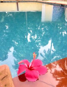 una flor rosa sentada junto a una piscina en Sun Kissed Holidays Dabolim Goa Gold, en Bogmalo