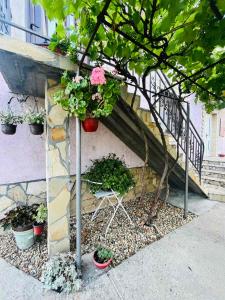 Surčin Grape Vine Apartments外面的花园