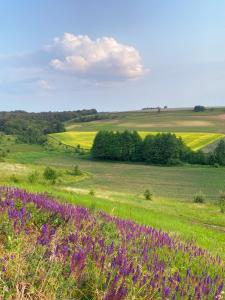 a field with purple flowers in a field with trees at Khata under the Blue Flower in Medvin +33 photos