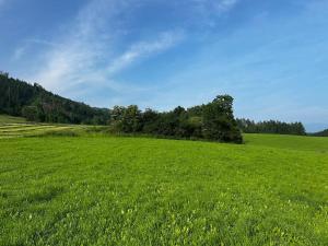 a field of green grass with trees in the background at Tinyhome Murtal -SlowCamping in Fohnsdorf