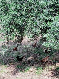 AmizmizにあるFerme d'amezmizの木の下の草むらにいる鳥の群れ