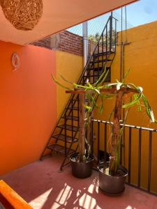 Fotografie z fotogalerie ubytování La Chinanteca, a unos minutos del centro historico v destinaci Oaxaca