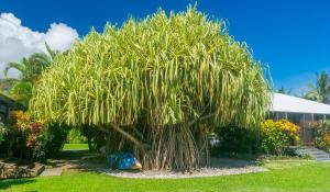 Aroha Taveuni Beachfront Bures外面的花园