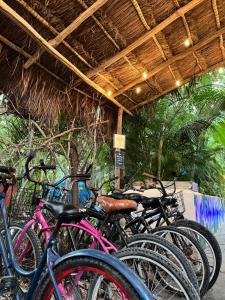 Jízda na kole v ubytování Maui Hostels Tulum nebo okolí