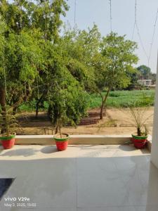 three potted trees sitting on a table in front of a window at S K Home Stay in Allahābād +1 photo