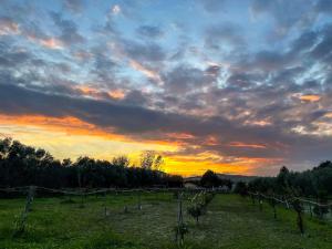 a sunset in a field with a bunch of vines at Villa Claudia - Appartamento B in Corazzello