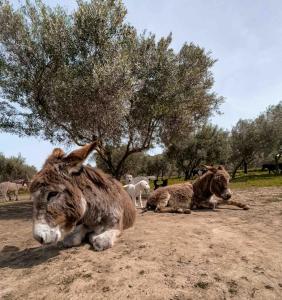two animals laying on the ground in a field at Villa Claudia - Appartamento B in Corazzello +2 photos