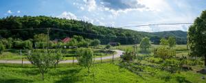 a road in the middle of a field with trees at TarnApartman in Sirok +22 photos