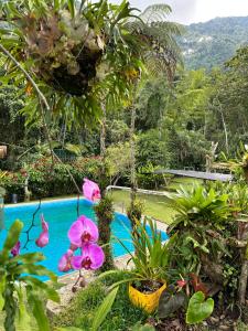 Πισίνα στο ή κοντά στο Hotel Bellavista Pance +17 φωτογραφίες