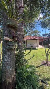 un arbre avec une plante dessus à côté d'une maison dans l'établissement Sítio Topo do Mundo - Pólo Turístico INHOTIM na Serra da Moeda, à Brumadinho