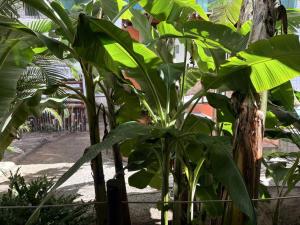 a bunch of green plants next to a fence at Pousada Cantinho de Minas Da Tânia in Cabo Frio