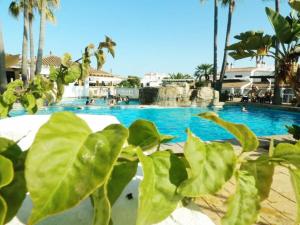a green plant in front of a swimming pool at Can Isabel, apartamento con piscina, restaurante y zona de juegos in Cala en Porter