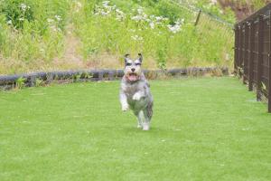 un chien courant dans l'herbe dans une cour dans l'établissement Habitacion Cottage Suzu, à Fujikawaguchiko