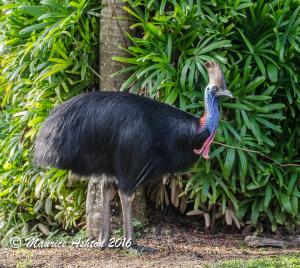 a large bird standing in front of a bush at BIG4 Tasman Holiday Parks - South Mission Beach in South Mission Beach
