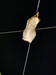 Φωτογραφία από το άλμπουμ του Cabinas zancudo σε Golfito +8 φωτογραφίες