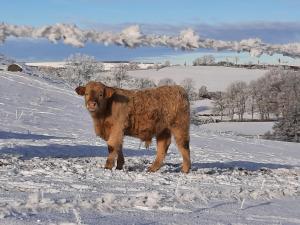 a brown cow standing in the snow at Cantal maison individuelle  +30 photos