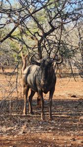 een neushoorn met hoorns die in een veld staat bij Lion's Pride - Marloth Park in Marloth Park