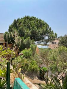 a tree on top of a hill with plants at Sardinia Breeze - Costa Serena in Porto Rafael