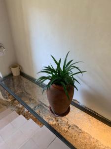 a potted plant sitting on a counter in a room at Domus Lina in Ravello