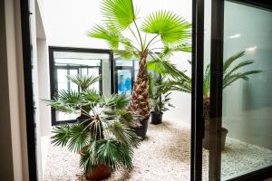 een groep palmbomen in een kamer bij Baltic Waves Resort A323 in Międzyzdroje