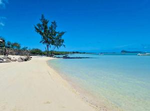 a beach with a tree in the middle of the water at Lakaz Kalo - house with garden and service in Grand Gaube