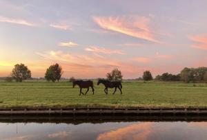 dos caballos caminando en un campo junto a un río en Gieters Gruttertje Holiday Home, en Giethoorn