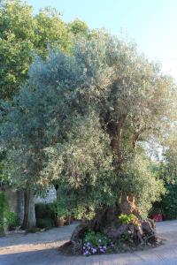 モーディカにあるL'antico Ulivo-- AGRITURISMO LE DUE PALMEの大木の花の庭