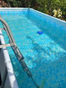 a swimming pool with a blue ball in the water at Casa Rariana in Călimăneşti